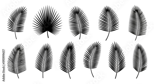 Set of twelve minimalist black and white palm leaves, vector illustrations for design