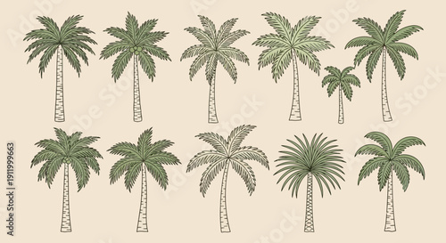 Collection of Twelve Diverse Palm Tree Illustrations in Various Styles and Sizes