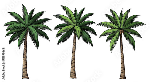 Set of Three Stylized Palm Trees with Green Fronds and Brown Trunks, Isolated