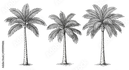 Vintage Illustration of Three Distinct Palm Trees in Sketchy Black and White Style