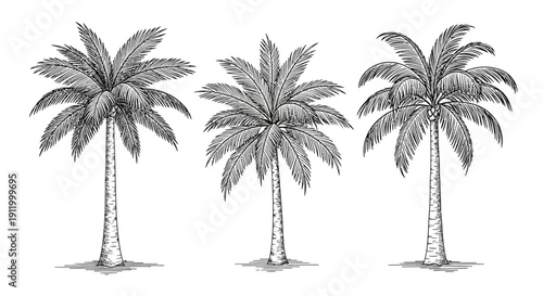 Three Distinct Black and White Palm Trees in a Row, Artistic Sketch Style