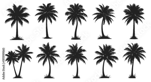 Collection of Diverse Palm Tree Silhouettes on a White Background