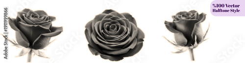 Halftone effect black rose flower vector art set three different angles top view side view decorative floral design vintage style monochrome illustration