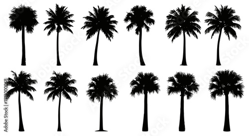 Collection of Silhouette Palm Trees Against White Background, Tropical Flora Variety