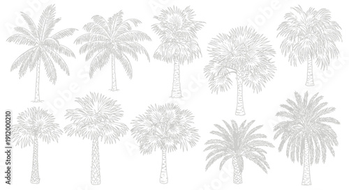 Collection of Hand-Drawn Tropical Palm Trees Isolated on White Background