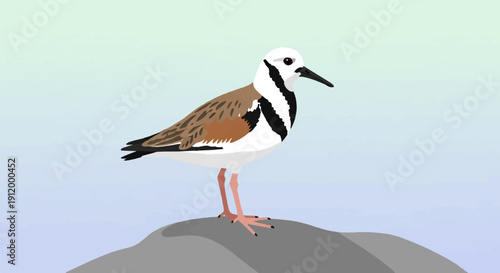 Stylized shorebird with brown, white, and black plumage stands on a rock