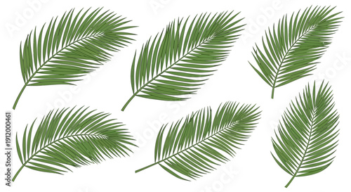 Collection of Green Palm Frond Vectors on White Background - Tropical Foliage