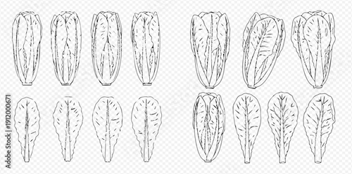 Set of hand-drawn Chinese cabbage and lettuce leaves, detailed botanical illustrations for healthy food concepts.