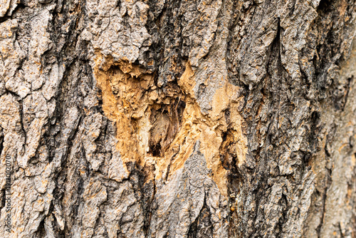 Damaged tree bark with exposed inner wood fibers and gray texture.