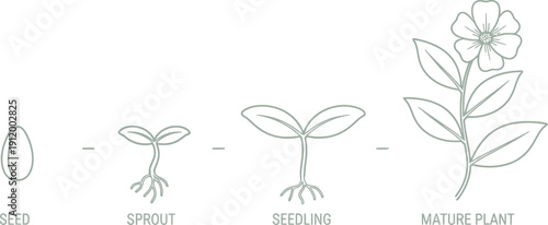 Simple line art illustration clearly depicts the four essential stages of plant growth progression from a dormant seed to a fully bloomed mature flowering plant.