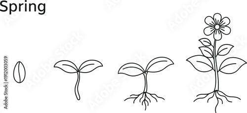 Simple black outline illustration depicts the four main stages of a plant's growth cycle from a seed to a fully bloomed flower during springtime.