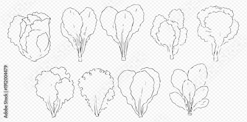 Set of hand-drawn lettuce leaves, fresh green salad ingredient, healthy food vector illustration.