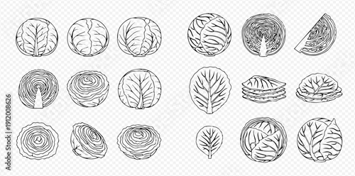 Hand-drawn sketch set of various cabbage types, whole, half, and leaves, on a transparent background.