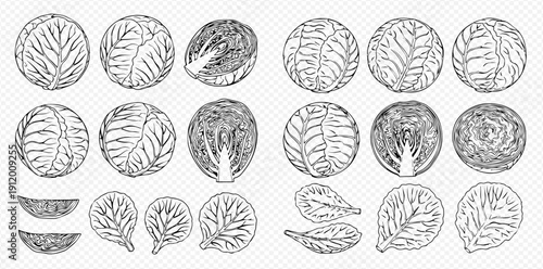 A detailed hand-drawn sketch set of various cabbage illustrations on a white background.