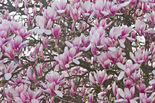 Spring blooming pink magnolia tree. Magnolia soulangeana flowering branches close-up