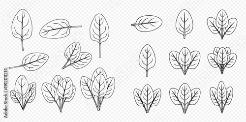 Outline set of spinach leaves and bushes, healthy organic food vector illustration.