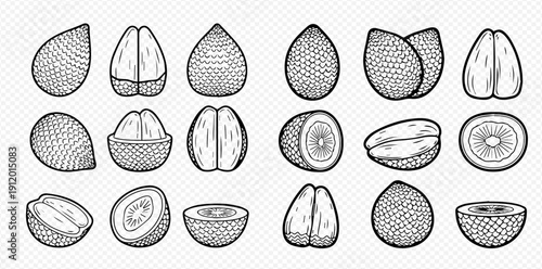 Set of Salak fruit, whole and cut, in hand-drawn style, isolated on transparent background.