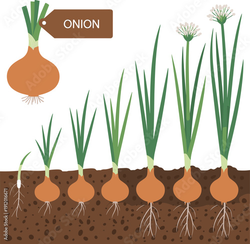 Onion plant growth stages from sprout to mature bulb, gardening and agriculture infographic, botanical life cycle illustration isolated