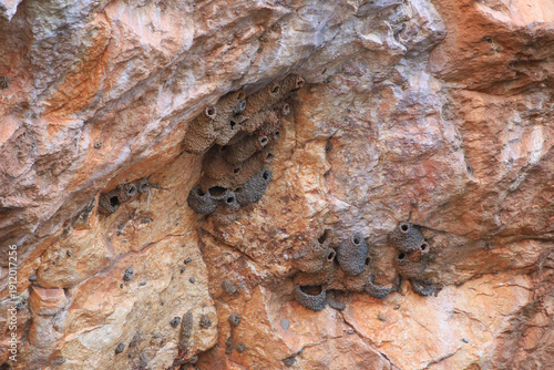 Ariel swallows nest in outback Australia on rocks Redbank Gorge