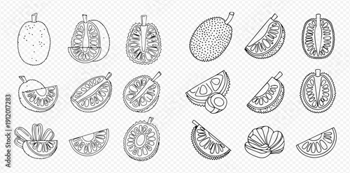 Set of hand drawn jackfruit illustrations in various forms, whole and sliced, on a transparent background.
