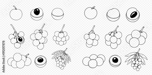 Longan fruit vector line art illustration set with whole, half, and bunch designs.