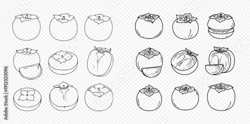 Set of hand-drawn persimmon illustrations, whole and sliced, showcasing various views and details of the fruit.