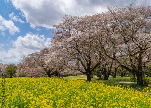 Cherry Blossoms and Rapeseed Flowers at Showa Memorial Park