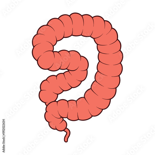 The large intestine is a vital digestive organ that absorbs water and salts, forming solid waste, and houses beneficial bacteria for gut health and digestion.
