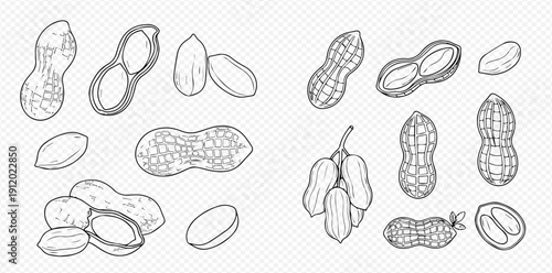 Hand-drawn sketch of peanuts in various forms, including whole, shelled, and grouped, on a transparent background.
