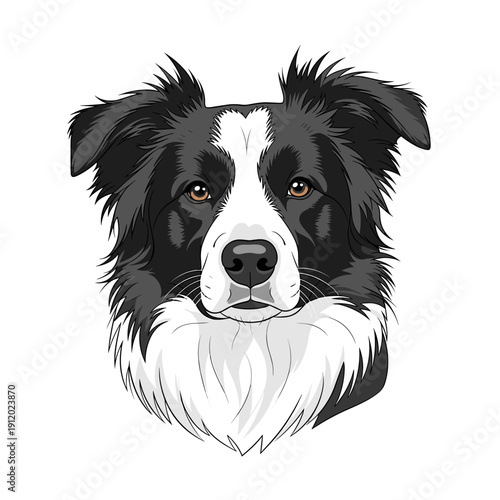 Realistic Portrait of a Border Collie Dog