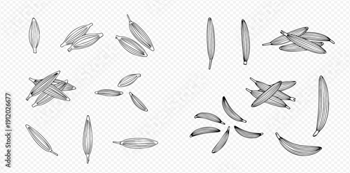 Set of hand-drawn banana illustrations in various arrangements and perspectives, perfect for design elements.