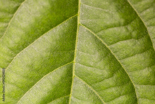 A close-up of a plant leaf with water droplets.