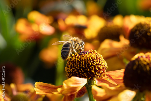 A honey bee collects honey from garden flowers. Beautiful close-up.
