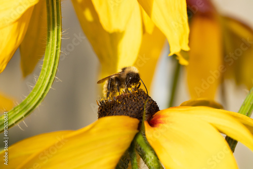 A honey bee collects honey from garden flowers. Beautiful close-up.