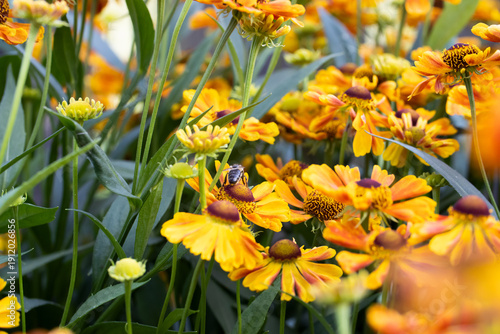 A honey bee collects honey from garden flowers. Beautiful close-up.