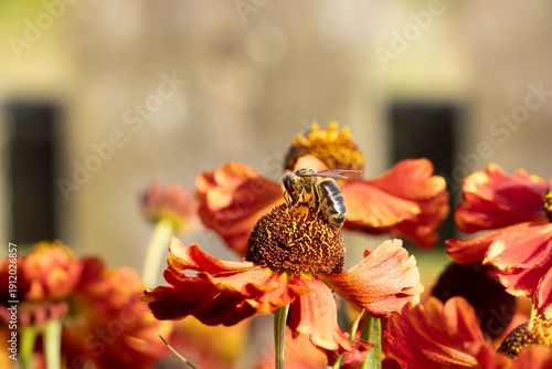 A honey bee collects honey from garden flowers. Beautiful close-up.
