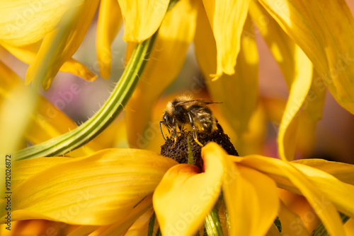A honey bee collects honey from garden flowers. Beautiful close-up.