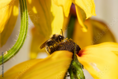 A honey bee collects honey from garden flowers. Beautiful close-up.