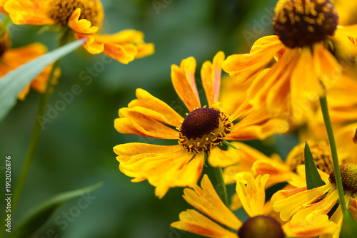 Garden flowers helenium. A beautiful summer picture.