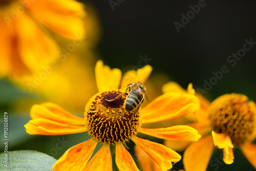 A honey bee collects honey from garden flowers. Beautiful close-up.