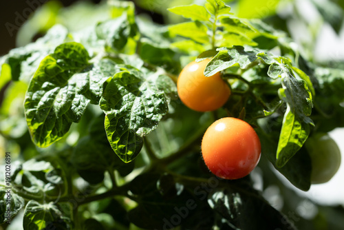 Mini cherry tomatoes grow on a bush. A dwarf plant for indoor growing.