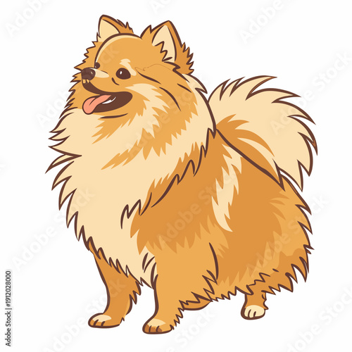 premium vector illustration of fluffy pomeranian dog, standing cheerful pomeranian with tongue out, golden orange fur flat vector art
