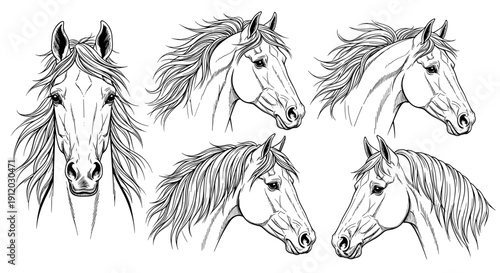 Equestrian horse head profile line art collection
