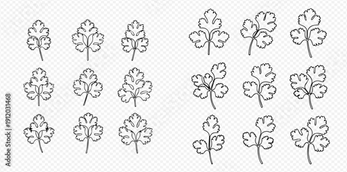 Set of hand-drawn parsley and cilantro leaves in outline style, perfect for culinary and herbal designs.