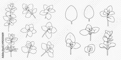 Set of hand-drawn oregano plant and leaves outlines on transparent background.
