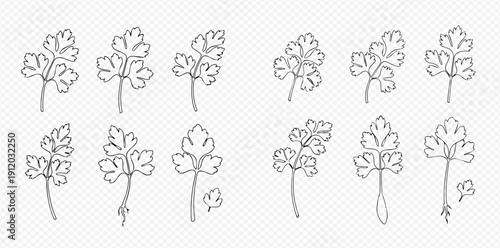 Set of hand-drawn parsley leaves in line art style on a transparent background, perfect for culinary designs.