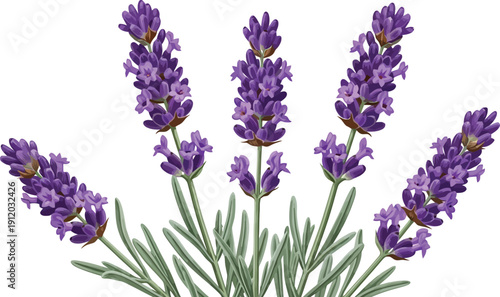 Realistic detailed lavender flower vector illustration for botanical design, aromatherapy, and herbal product packaging