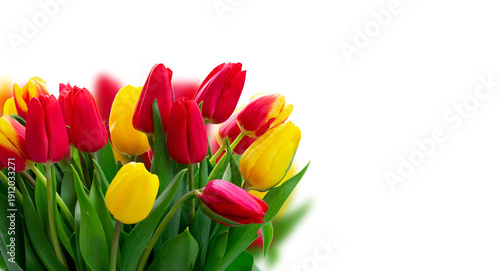 fresh tulips flowers