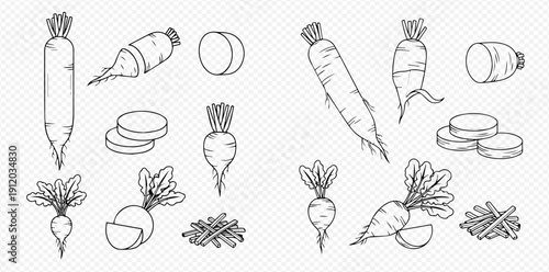 Hand-drawn illustrations of various root vegetables including radishes, beets, and daikons, whole and sliced, on a transparent background.