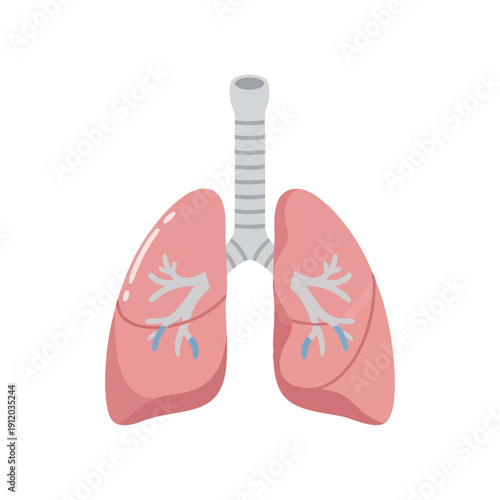 Human Lungs and Trachea Anatomy Illustration - Respiratory System Medical Icon